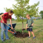 How Tree Lopping Helps in Maintaining Tree Health & Viability?