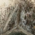 Toxic Mold: 5 Devastating Health Risks of Mold Exposure