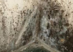 Toxic Mold 5 Devastating Health Risks of Mold Exposure