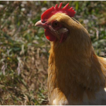 Is It Financially Viable To Keep Our Own Chickens?