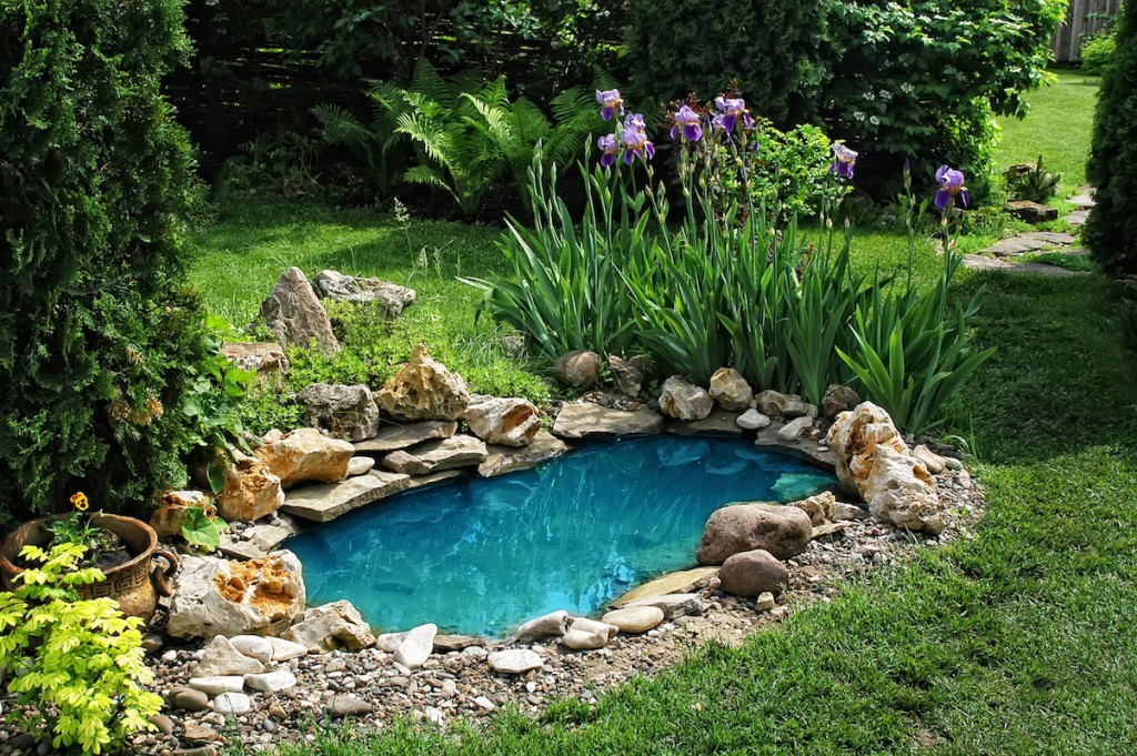 garden pond