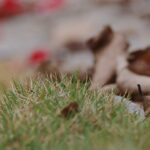 How to Avoid Dishing Out Money to Reseed Dead Grass Every Year